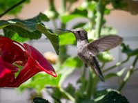 Hummingbird, Tehachapi, CA