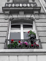 Window flowers, Paris