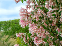 Cherry blossoms, Paris