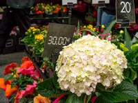 Flower market, Paris