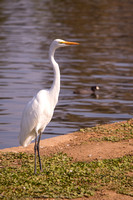 Great Heron in Balboa Park, Van Nuys, CA