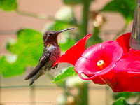 Hummingbird, Tehachapi, CA