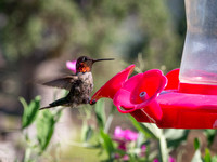 Hummingbird, Tehachapi, CA