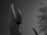 Cactus at Taliesin West, Scottsdale, AZ