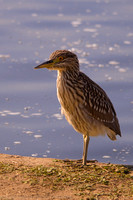 Unknown bird in Balboa Park, Van Nuys, CA