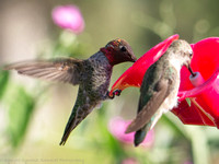 Hummingbirds, Tehachapi, CA