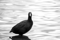 Unknown bird in Balboa Park, Van Nuys, CA