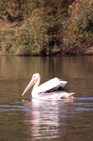 Swan in Balboa Park, Van Nuys, CA