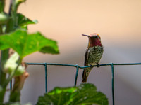 Hummingbird, Tehachapi, CA