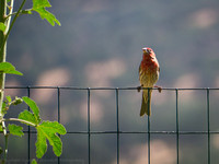 Random bird, Tehachapi, CA