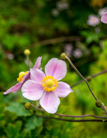 Edwards Garden, Toronto, ONT