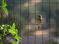 Sparrow, Tehachapi, CA