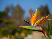 Bird of Paradise - Japanese Gardens, Van Nuys, CA