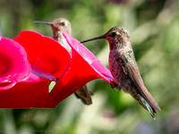 Hummingbirds, Tehachapi, CA